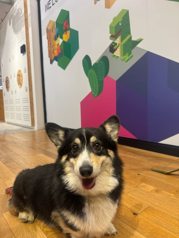 zimark-dog-office