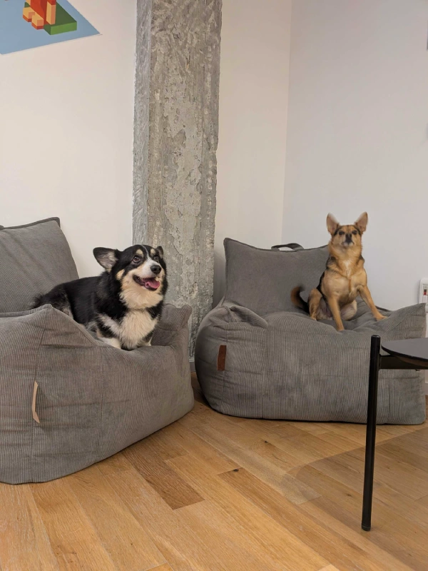 zimark-office-dogs