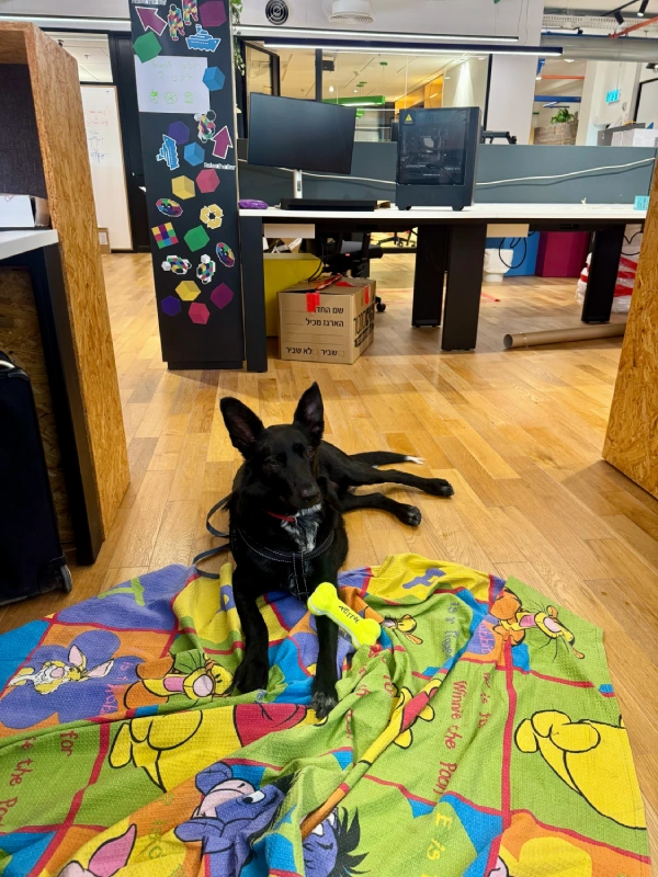 zimark-working-dog